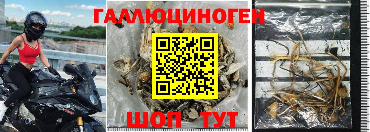 Галлюциногенные грибы Psilocybine cubensis Губаха